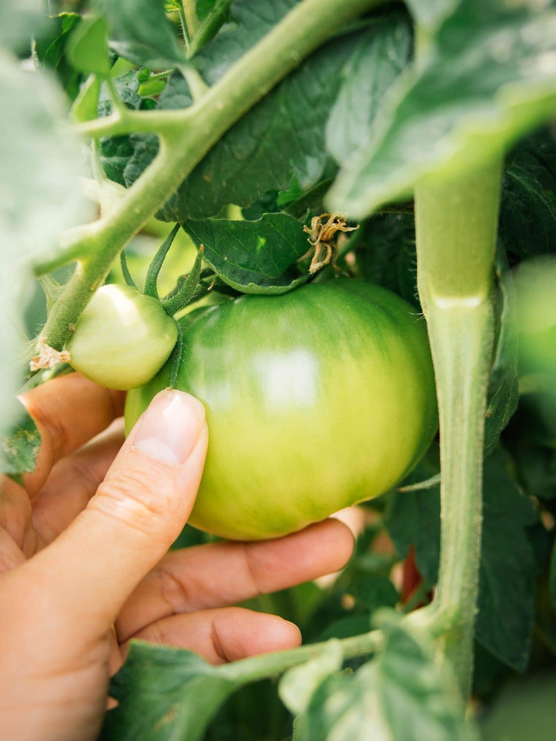 How to Make Tomatoes Ripen Faster