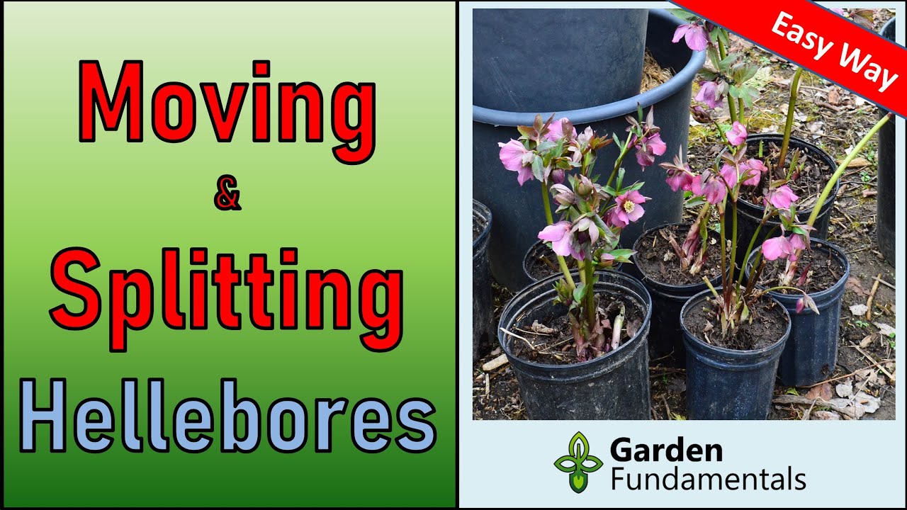 How to Move a Hellebore Plant