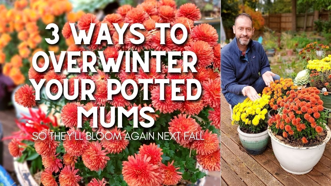 How to Overwinter Mums in Pots