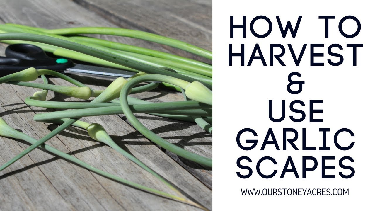 How to Pick Garlic Scapes