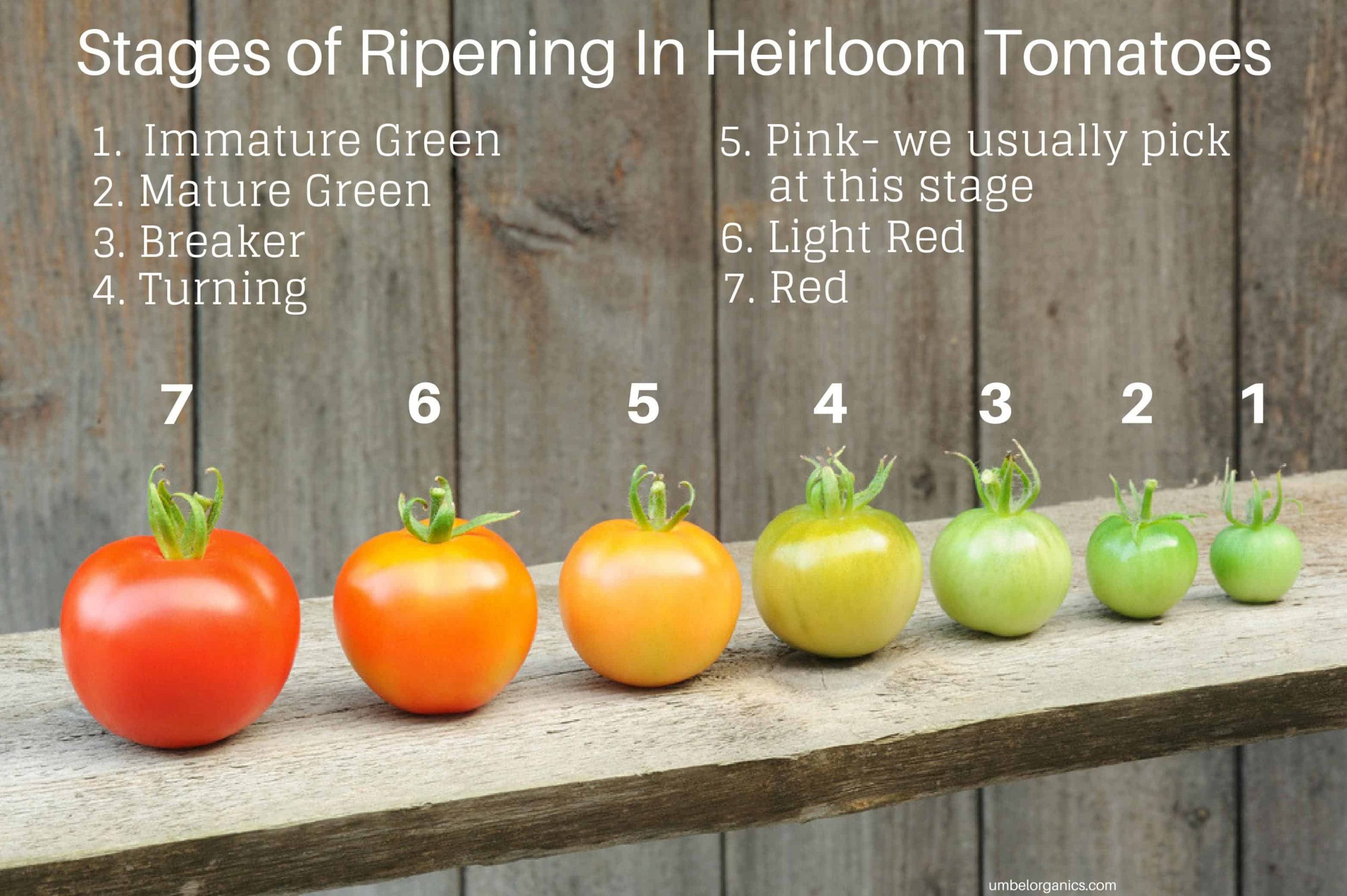 How to Pick Heirloom Tomatoes