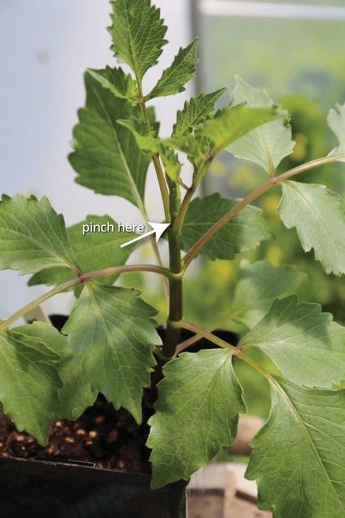 How to Pinch Dahlias