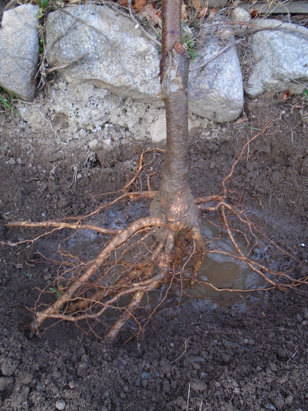 How to Plant Bare Root Cherry Tree