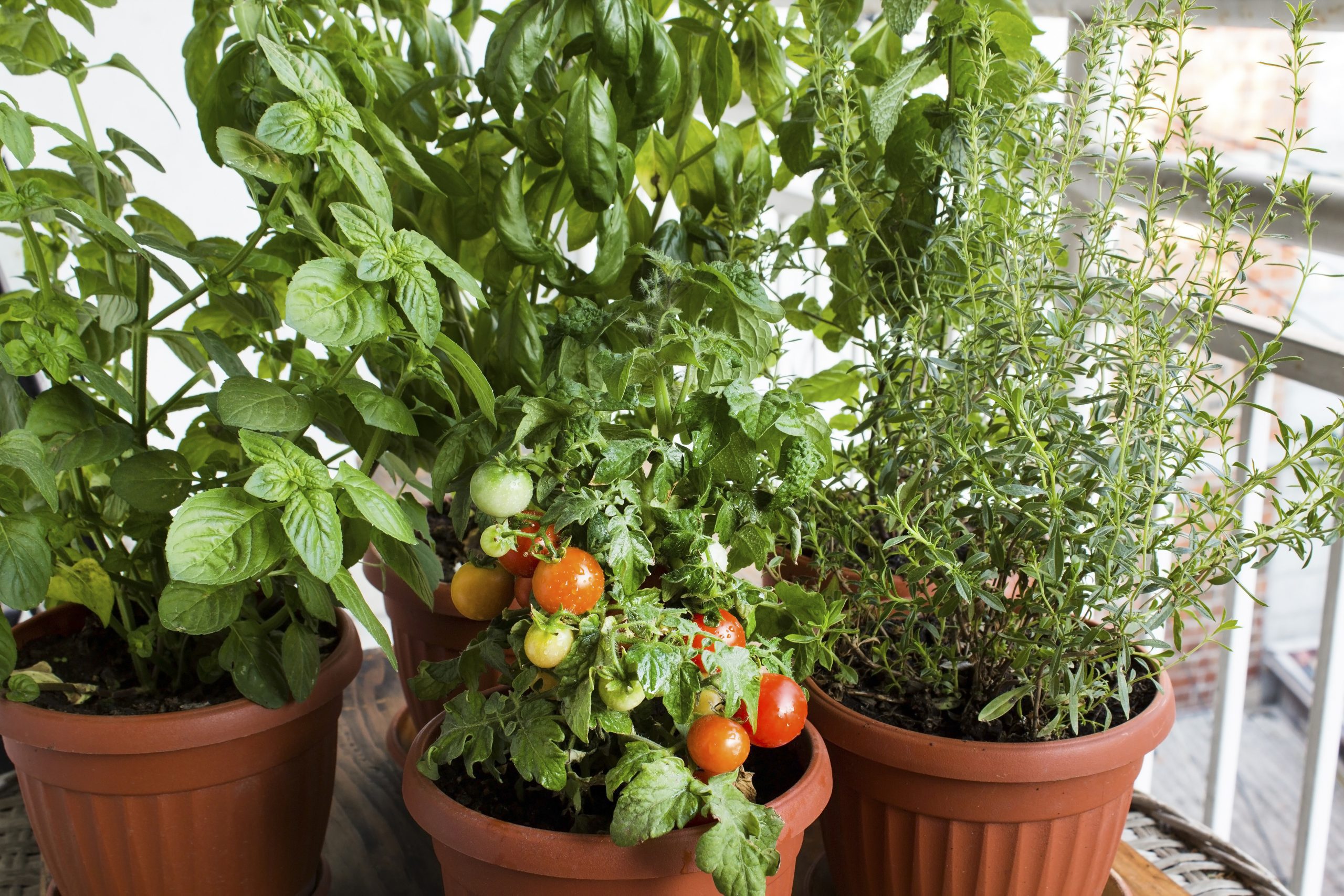 How to Plant Basil With Tomatoes