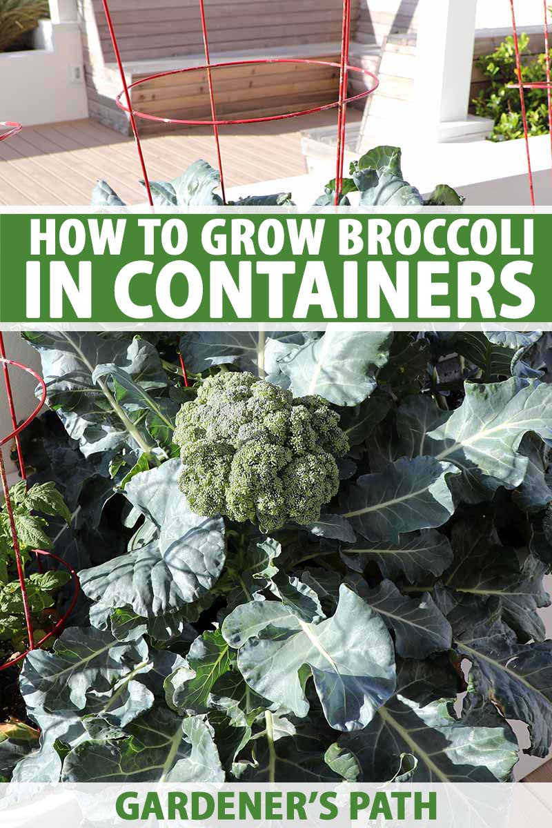 How to Plant Broccolini Indoor