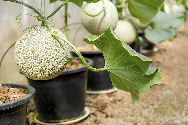 How to Plant Cantaloupe in a Pot