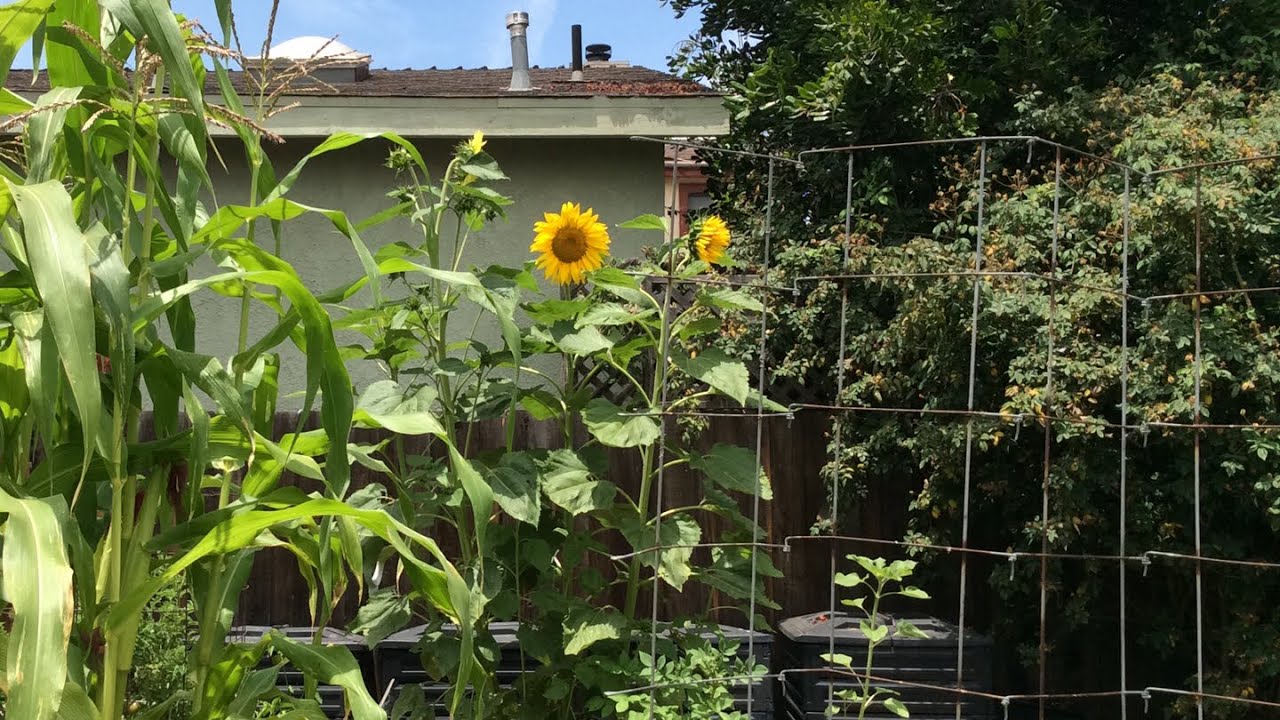 How to Plant Corn And Sunflowers Together