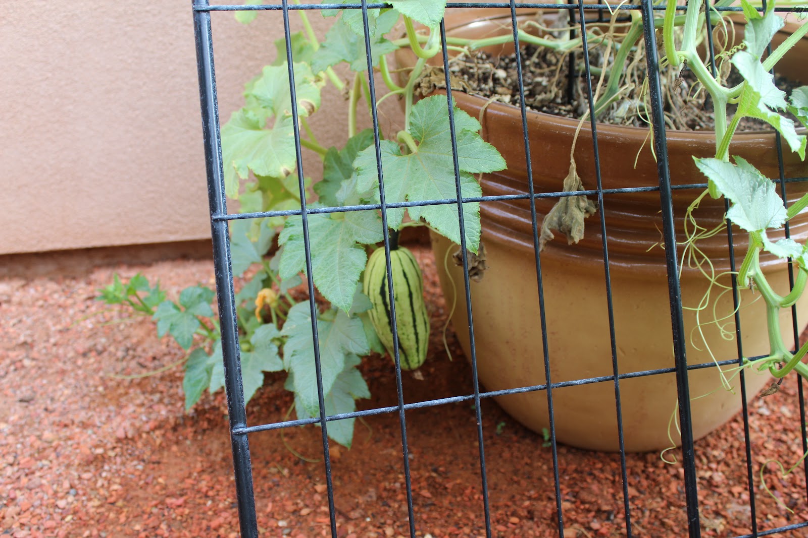 How to Plant Delicata Squash in a Container