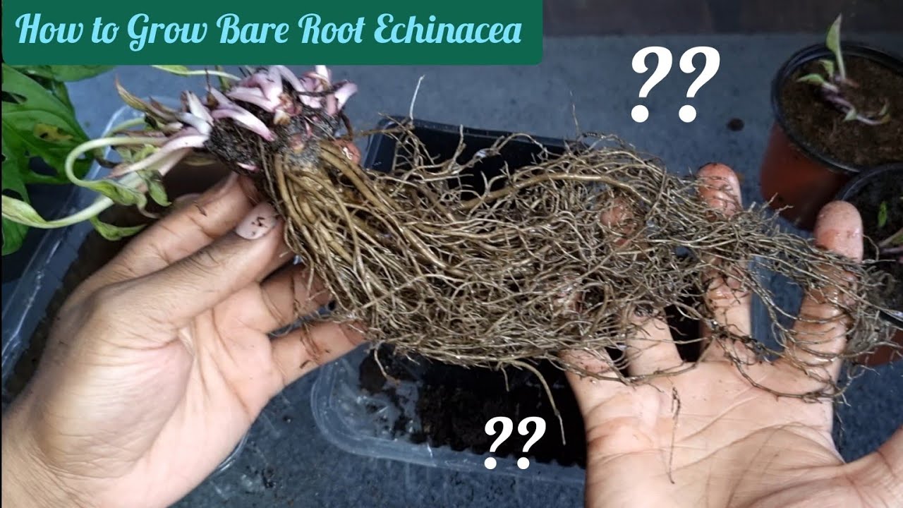 How to Plant Echinacea Roots