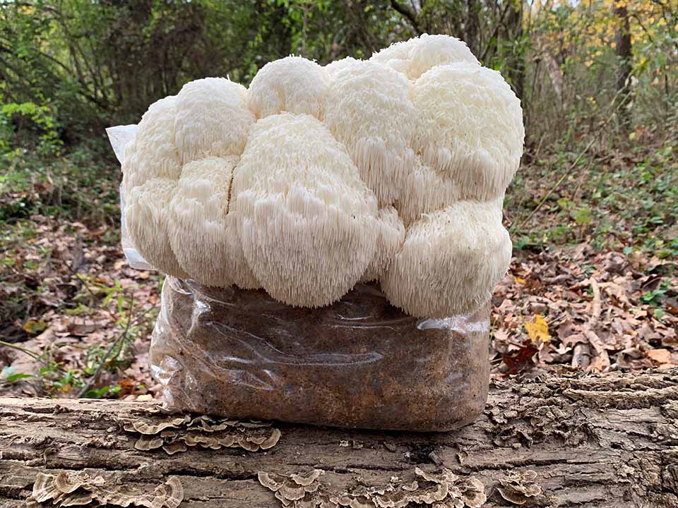 How to Plant Lion'S Mane Indoors