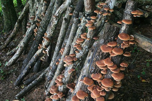 How to Plant Mushrooms in a Log