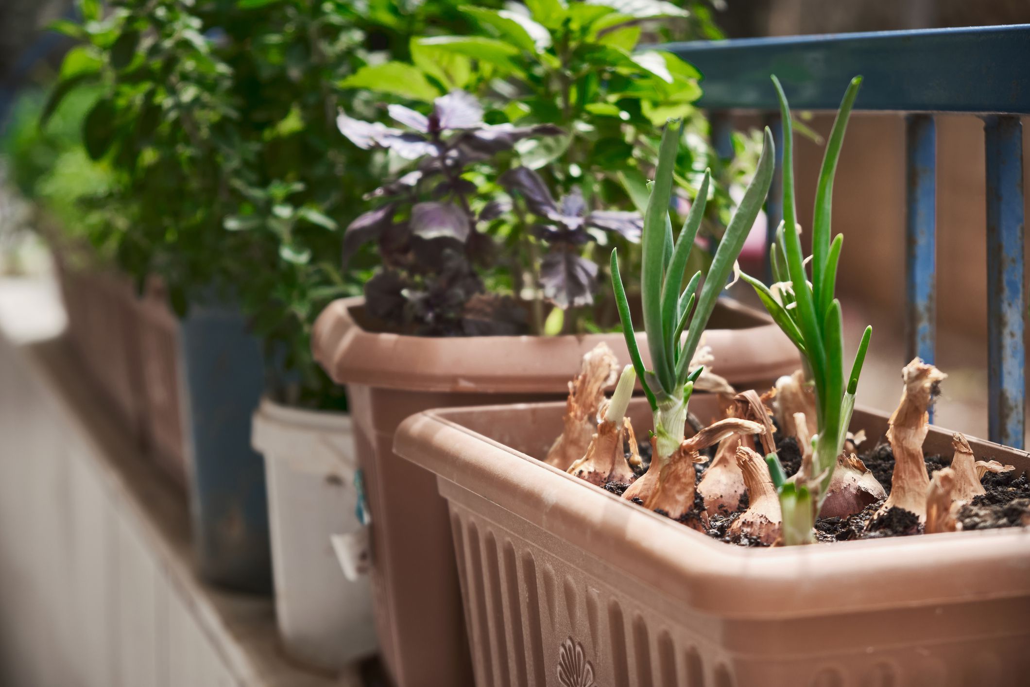 How to Plant Onion Bulbs in Containers