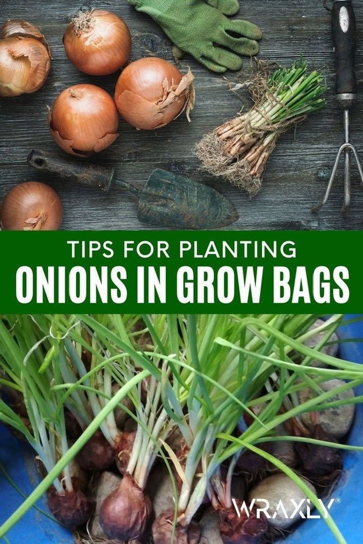 How to Plant Onions in Grow Bags
