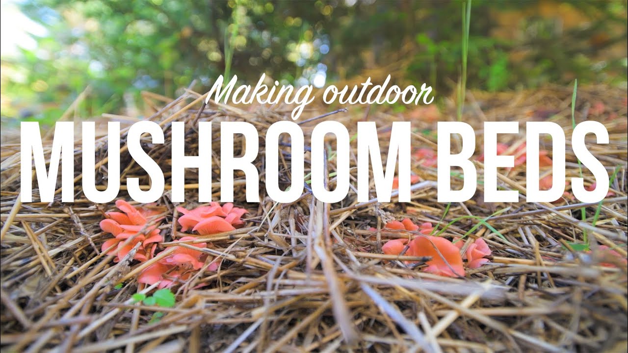 How to Plant Oyster Mushrooms on Outdoor Mushroom Beds