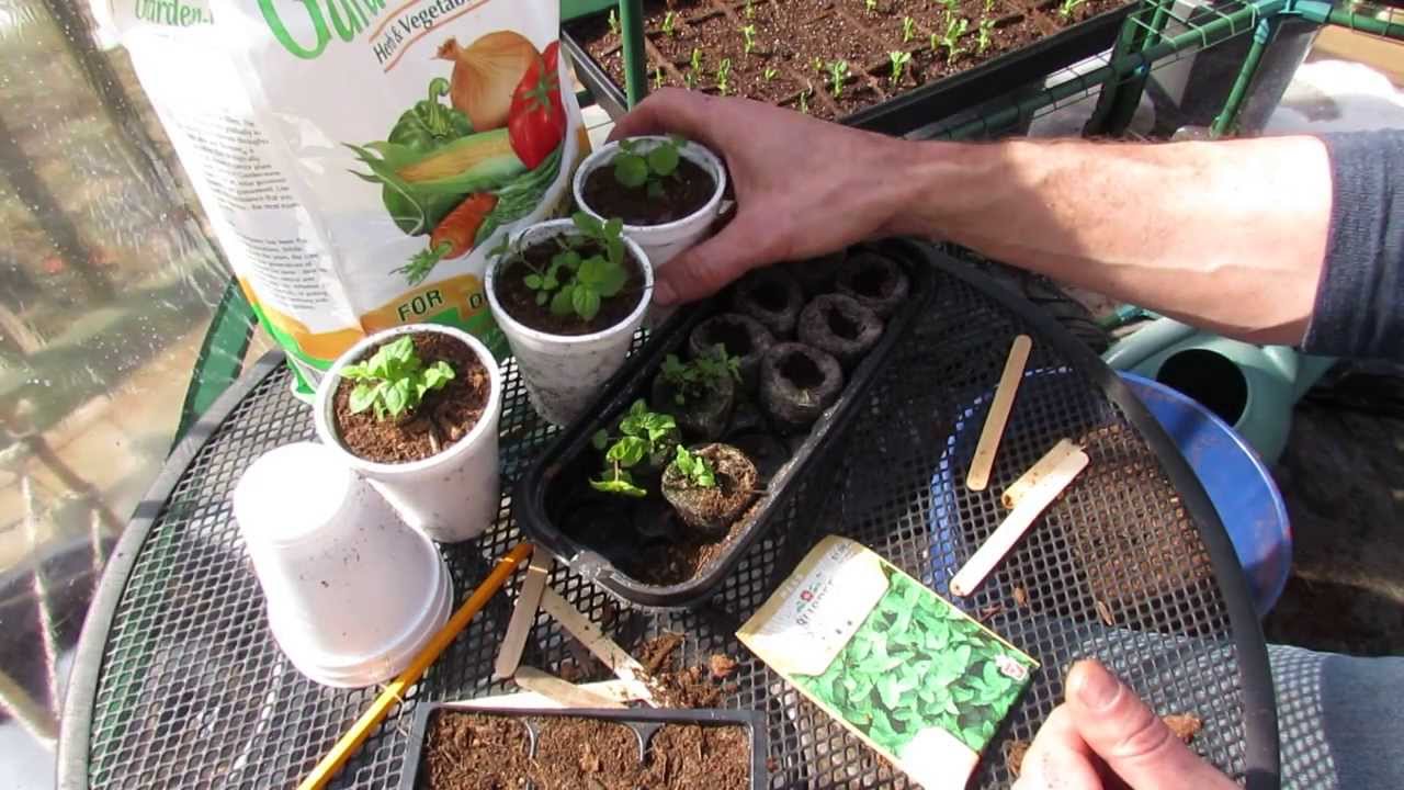 How to Plant Peppermint Seeds