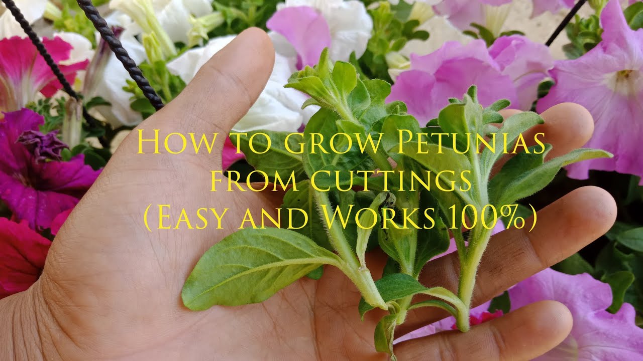 How to Plant Petunias from Cuttings