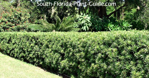 How to Plant Podocarpus Hedge