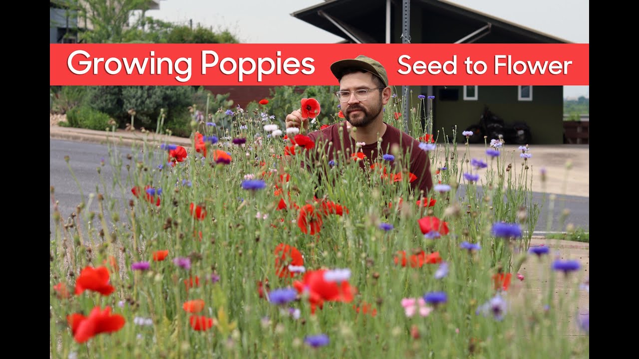 How to Plant Poppies from Seed Indoors