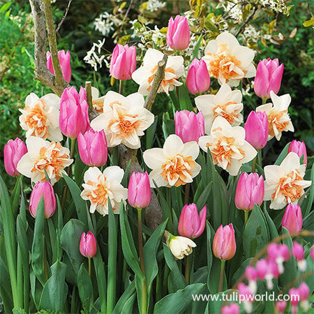 How to Plant Tulips And Daffodils Together