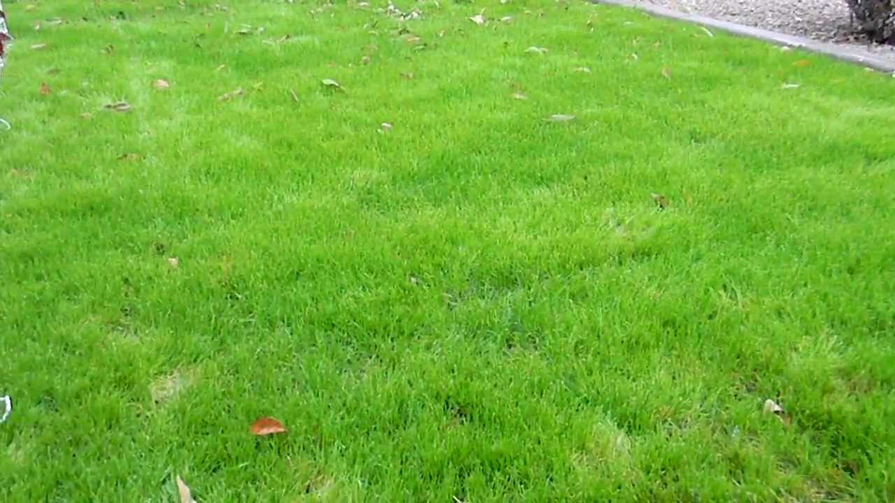 How to Plant Winter Grass