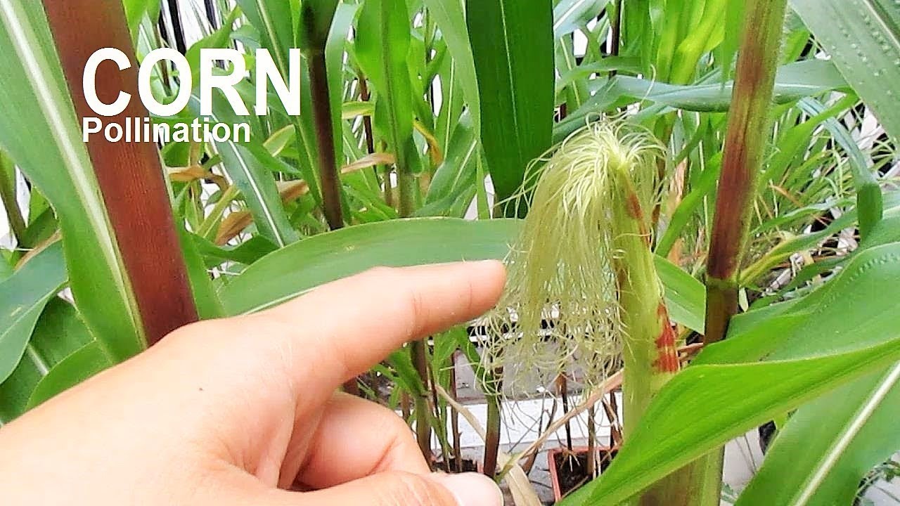How to Pollinate Corn by Hand