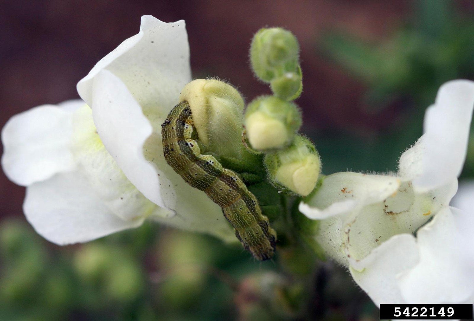 How to Prevent Budworms on Petunias