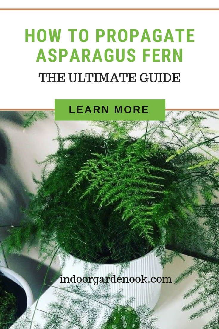 How to Propagate Asparagus Fern