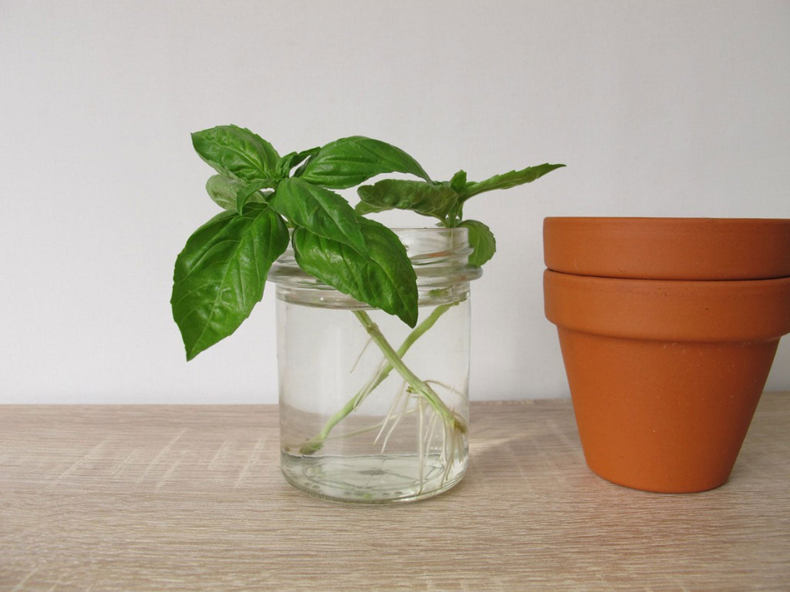 How to Propagate Basil Plants