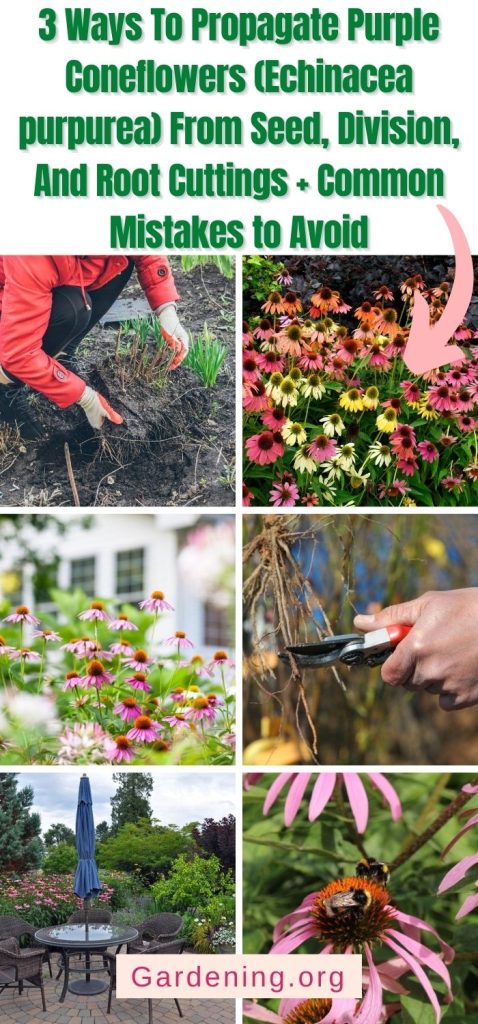 How to Propagate Coneflowers