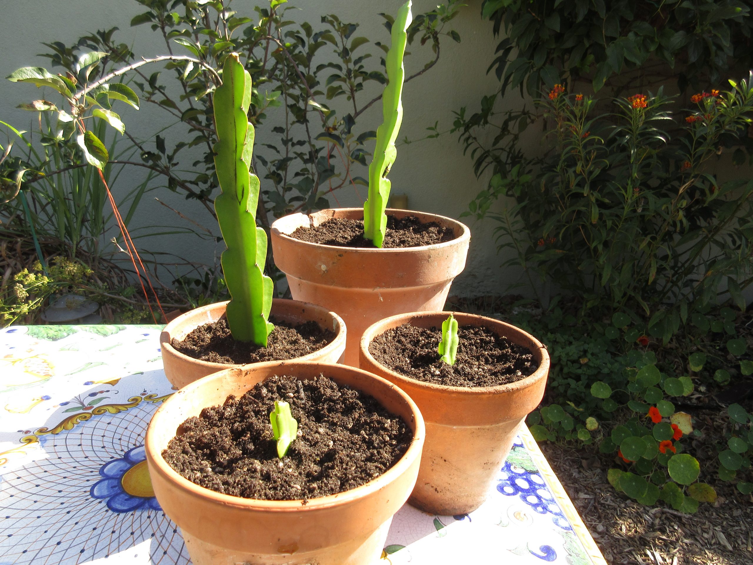 How to Propagate Dragon Fruit Cactus