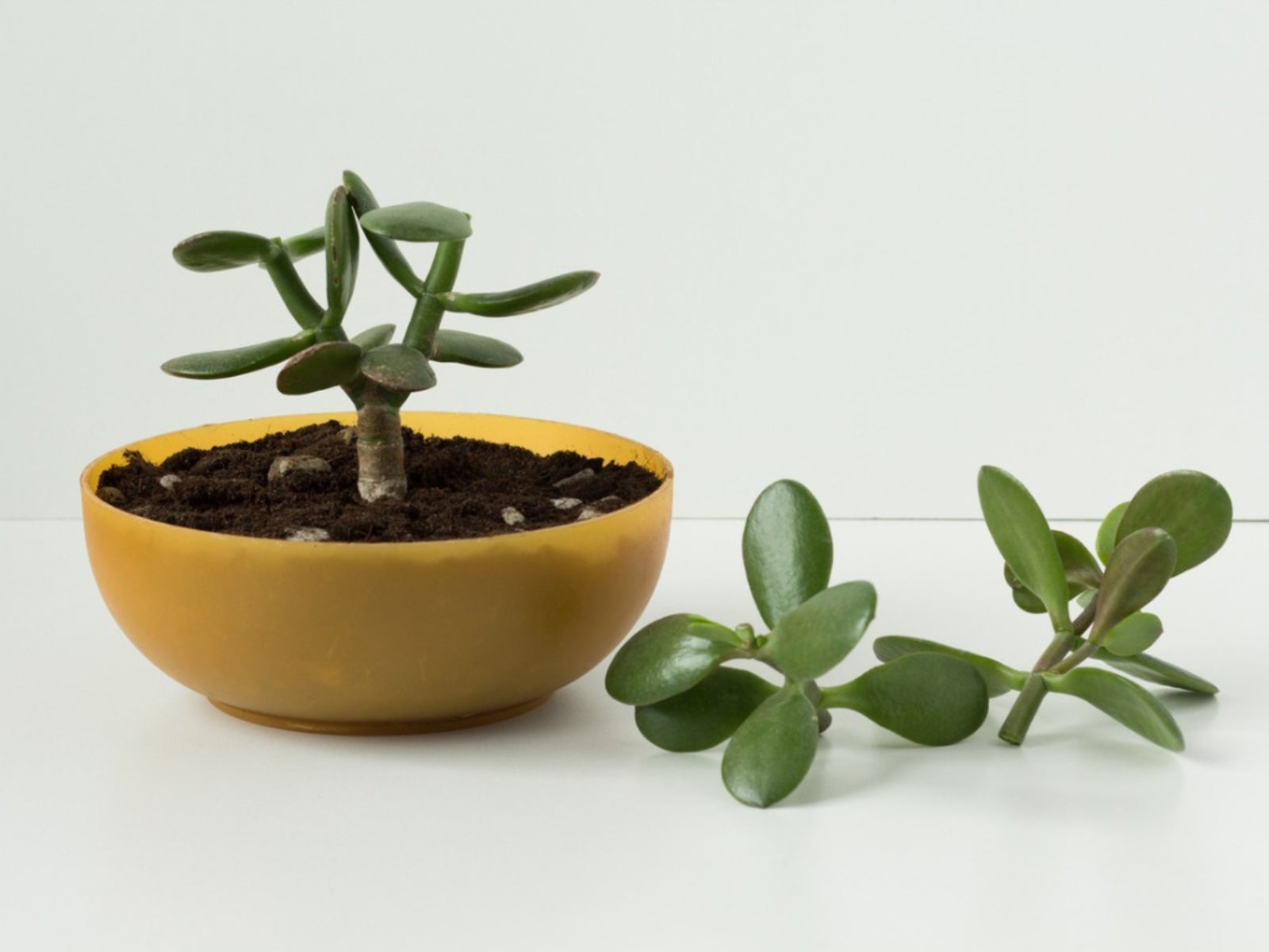 How to Propagate Jade Plant Cuttings