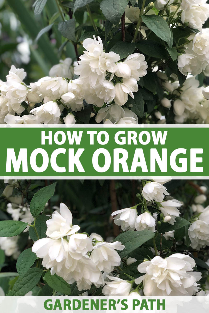 How to Propagate Mock Orange