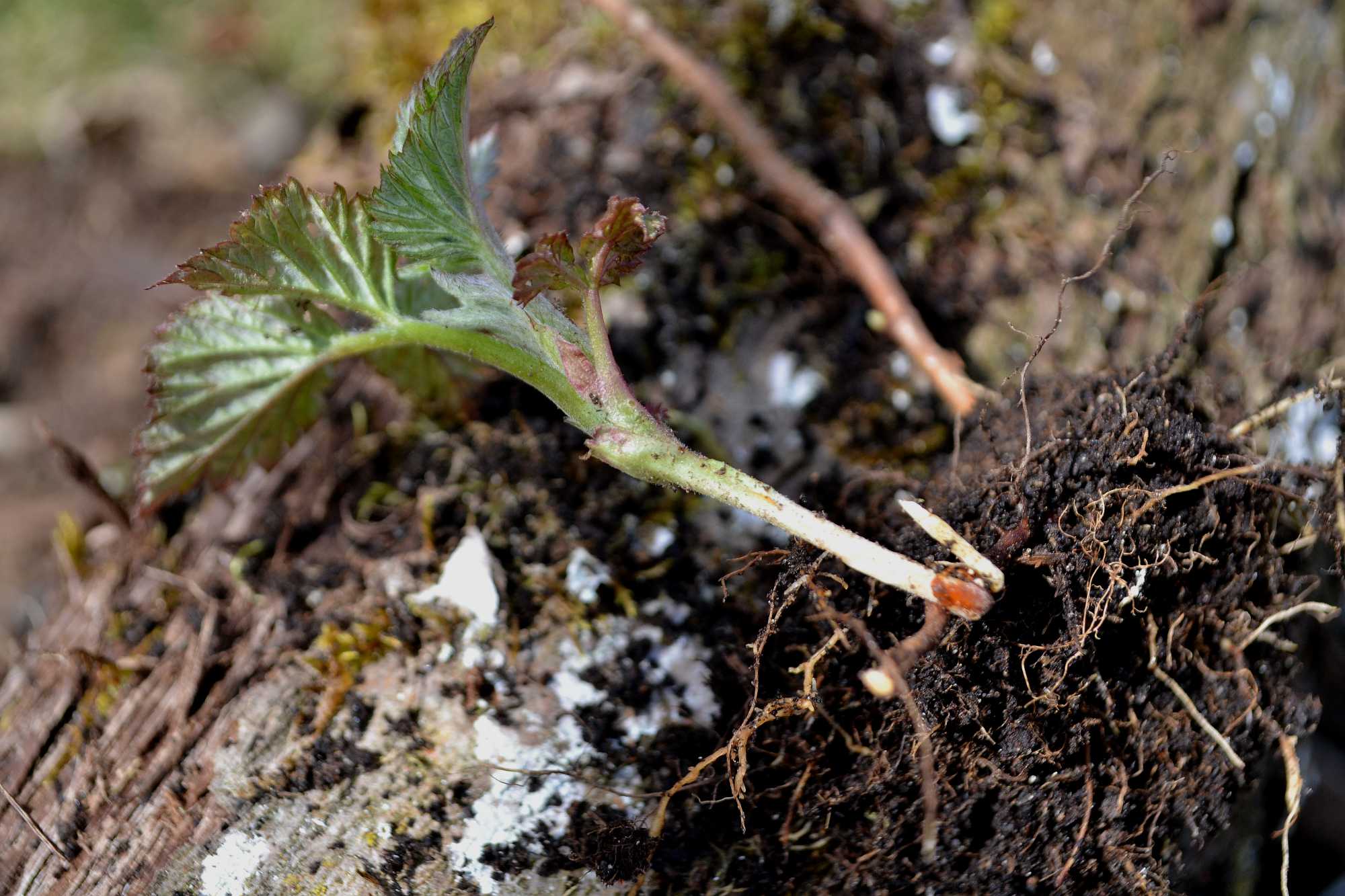 How to Propagate Raspberries