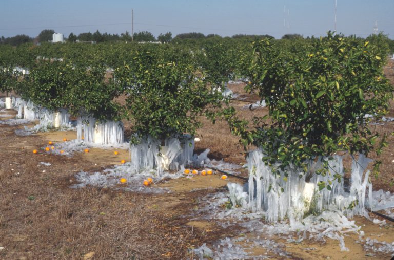 How to Protect Citrus Trees from Freezing 3 Easy Steps (2024)