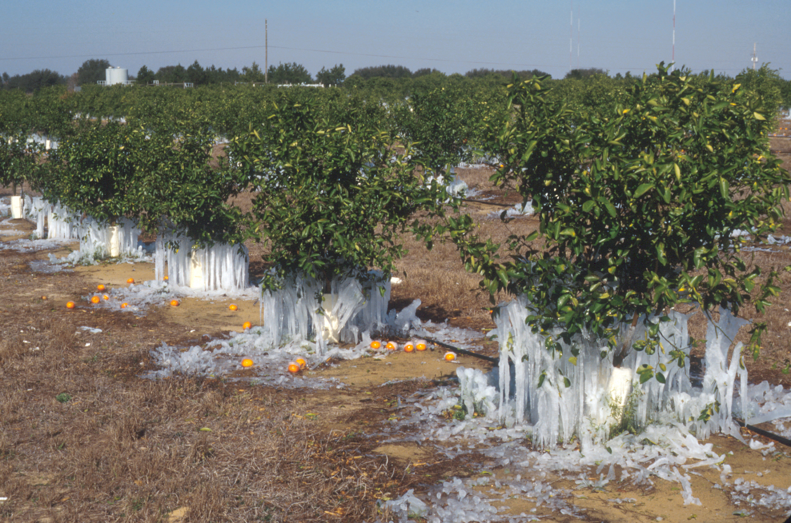 How to Protect Citrus Trees from Freezing