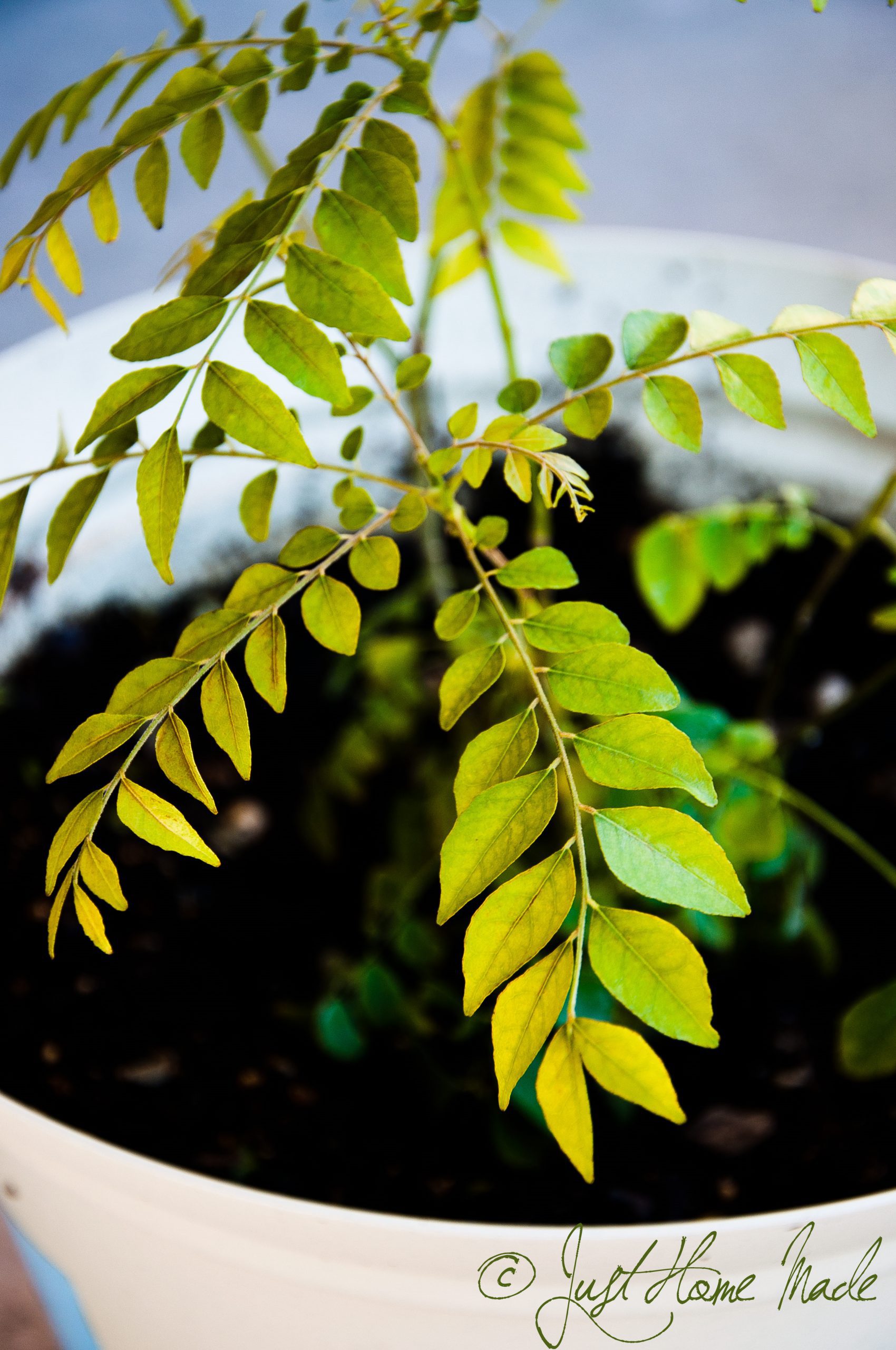 How to Protect Curry Leaf Plant in Winter