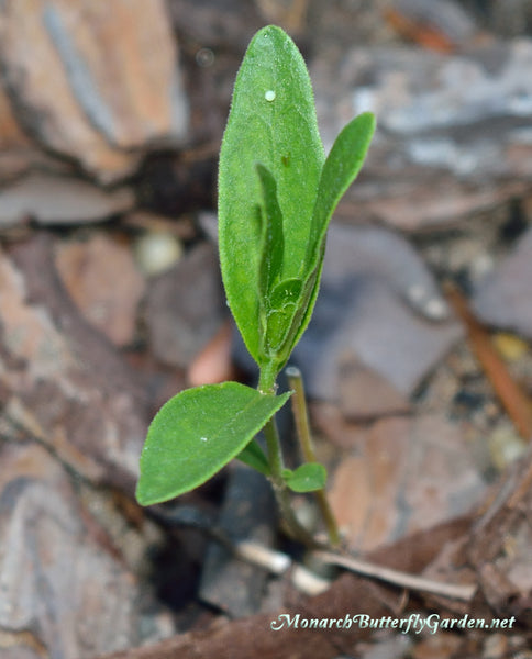 How to Protect Monarch Eggs on Milkweed