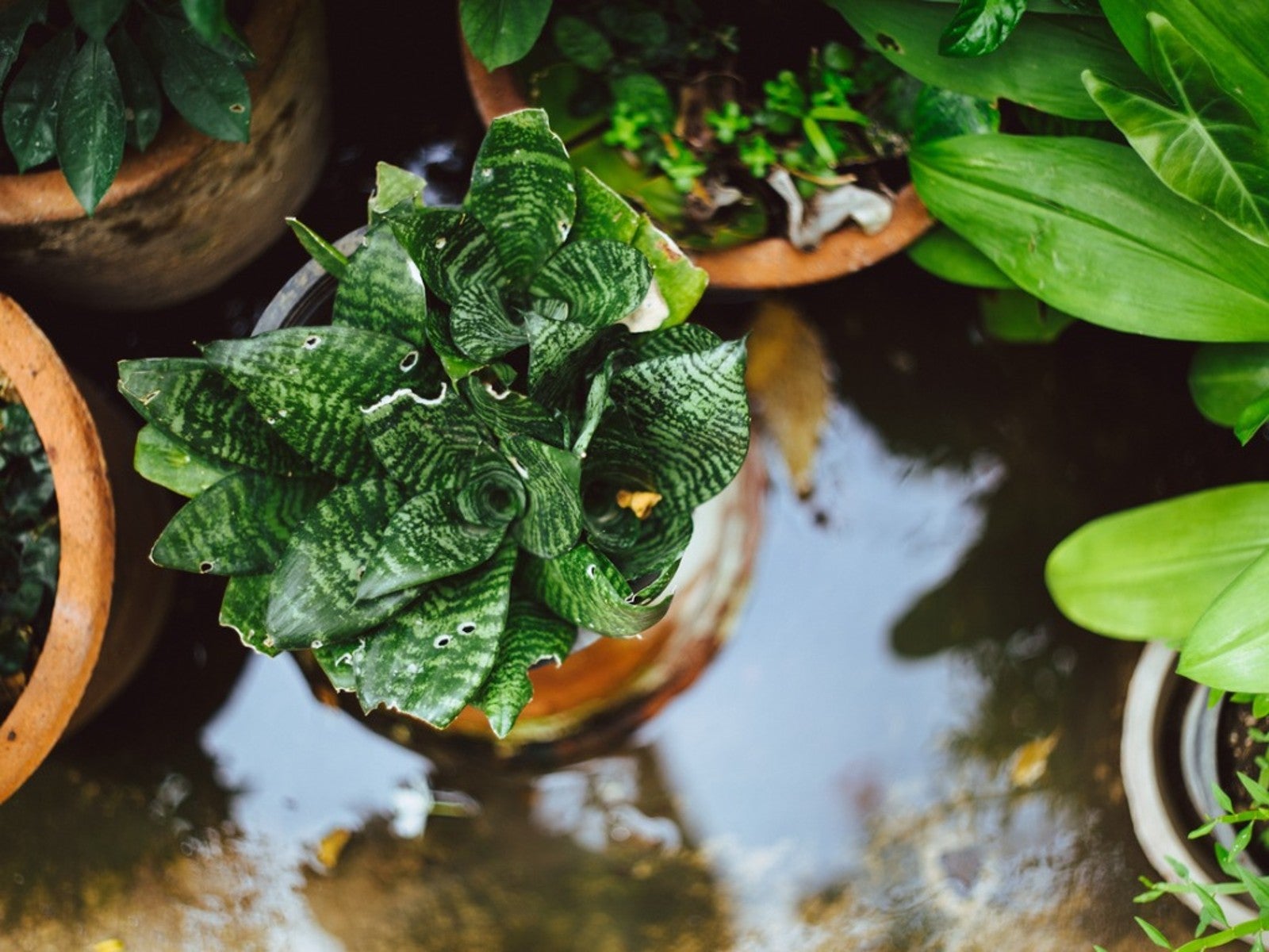 How to Protect Outdoor Potted Plants from Too Much Rain