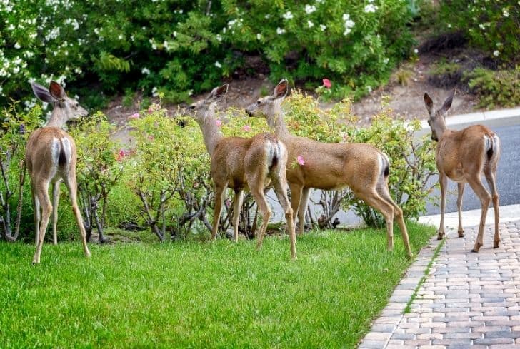 How to Protect Roses from Deer
