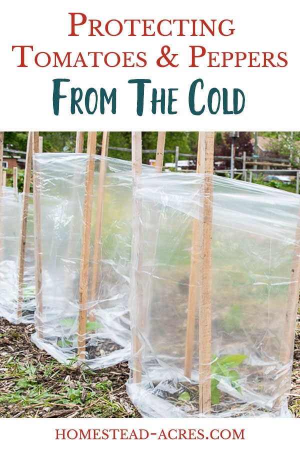 How to Protect Tomato Plants from Cold