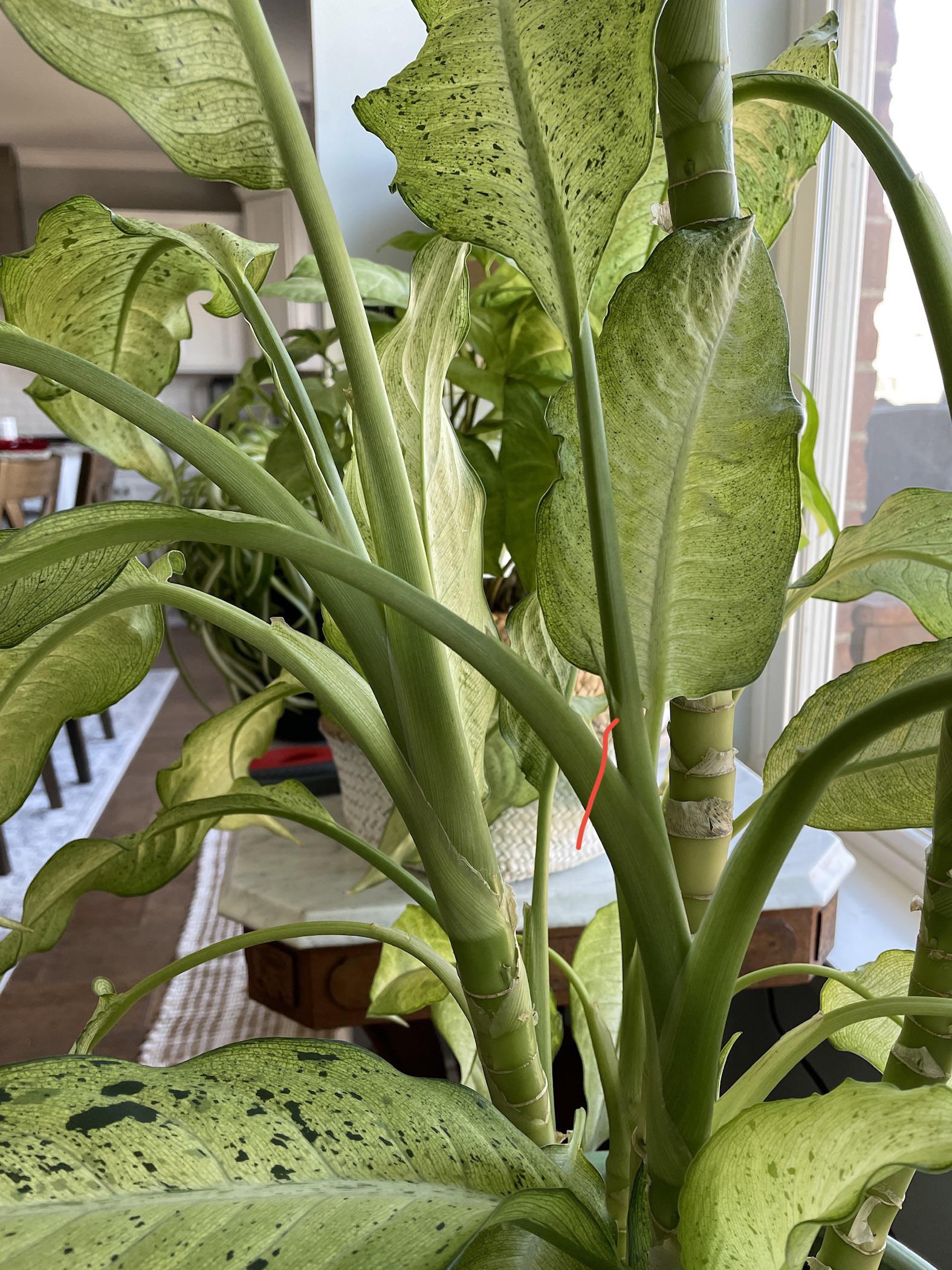 How to Prune Dieffenbachia