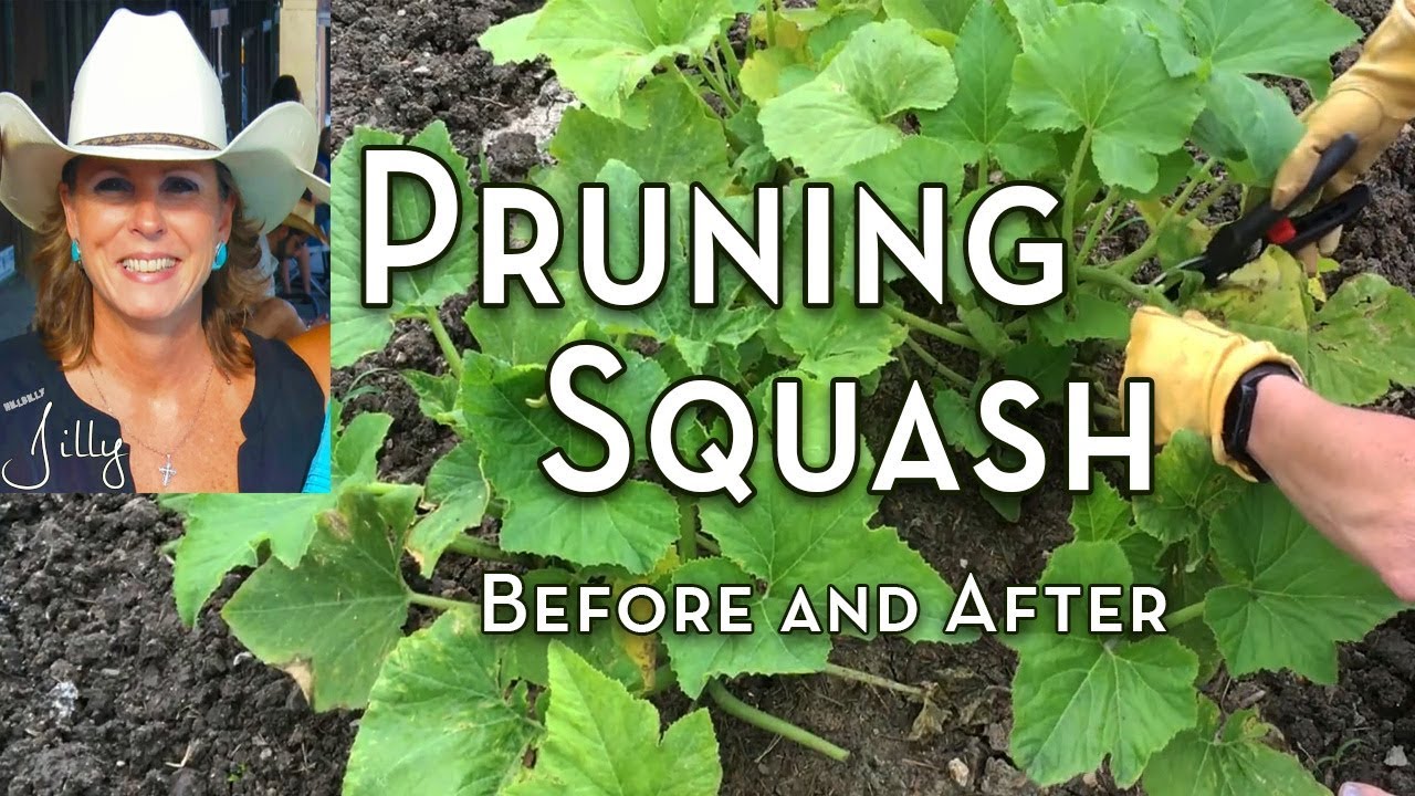 How to Prune Yellow Squash Plants