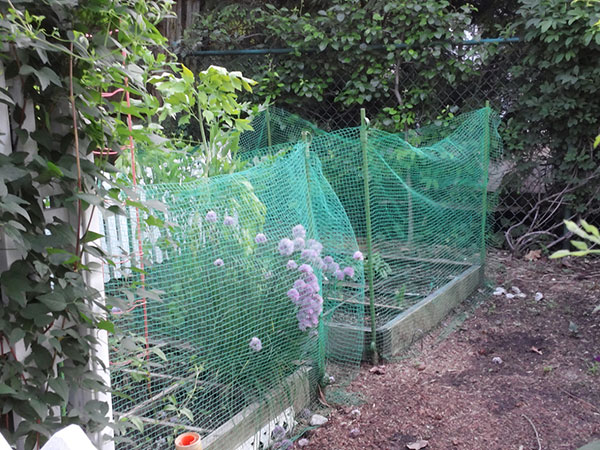 How to Put Netting Over Tomato Plants