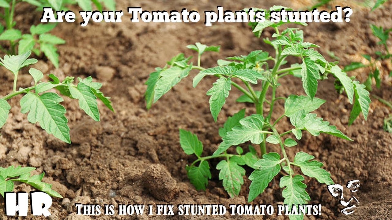 How to Recover Stunted Seedlings