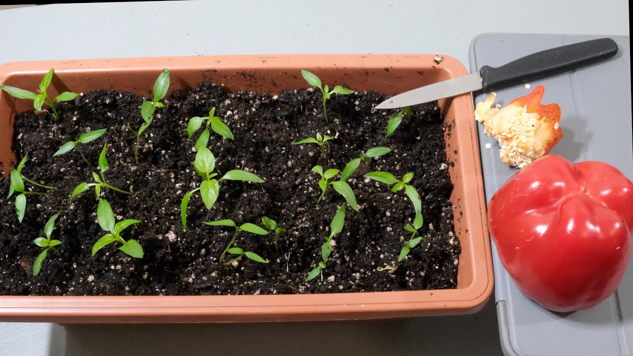 How to Regrow Bell Peppers from Scraps