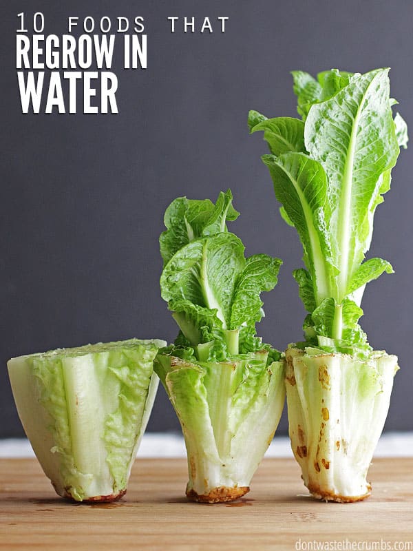 How to Regrow Romaine Lettuce in Water