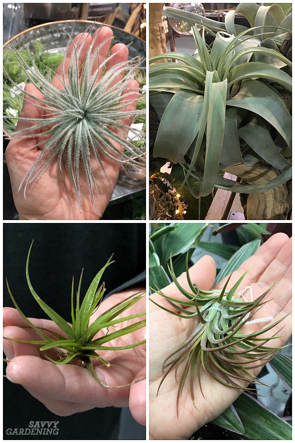 How to Remove Air Plants from Trees
