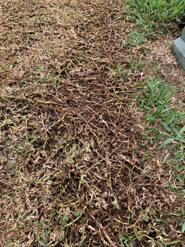 How to Remove Dead St Augustine Grass