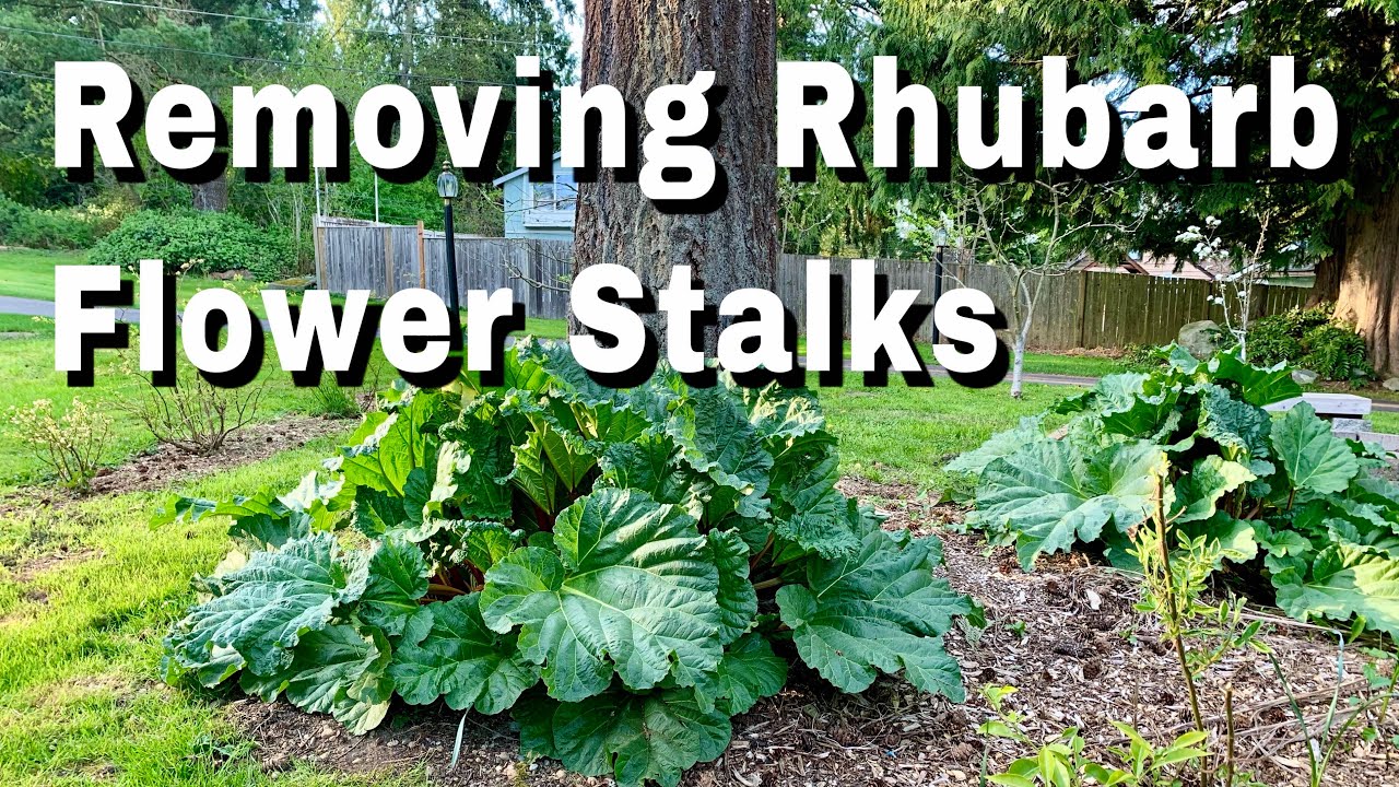 How to Remove Rhubarb Flower Stalk