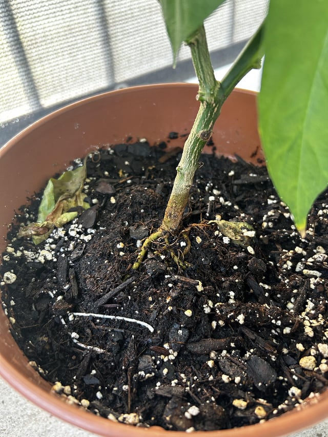 How to Repot a Habanero Plant